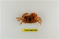 藏品(蔡氏澤蟹)的圖片